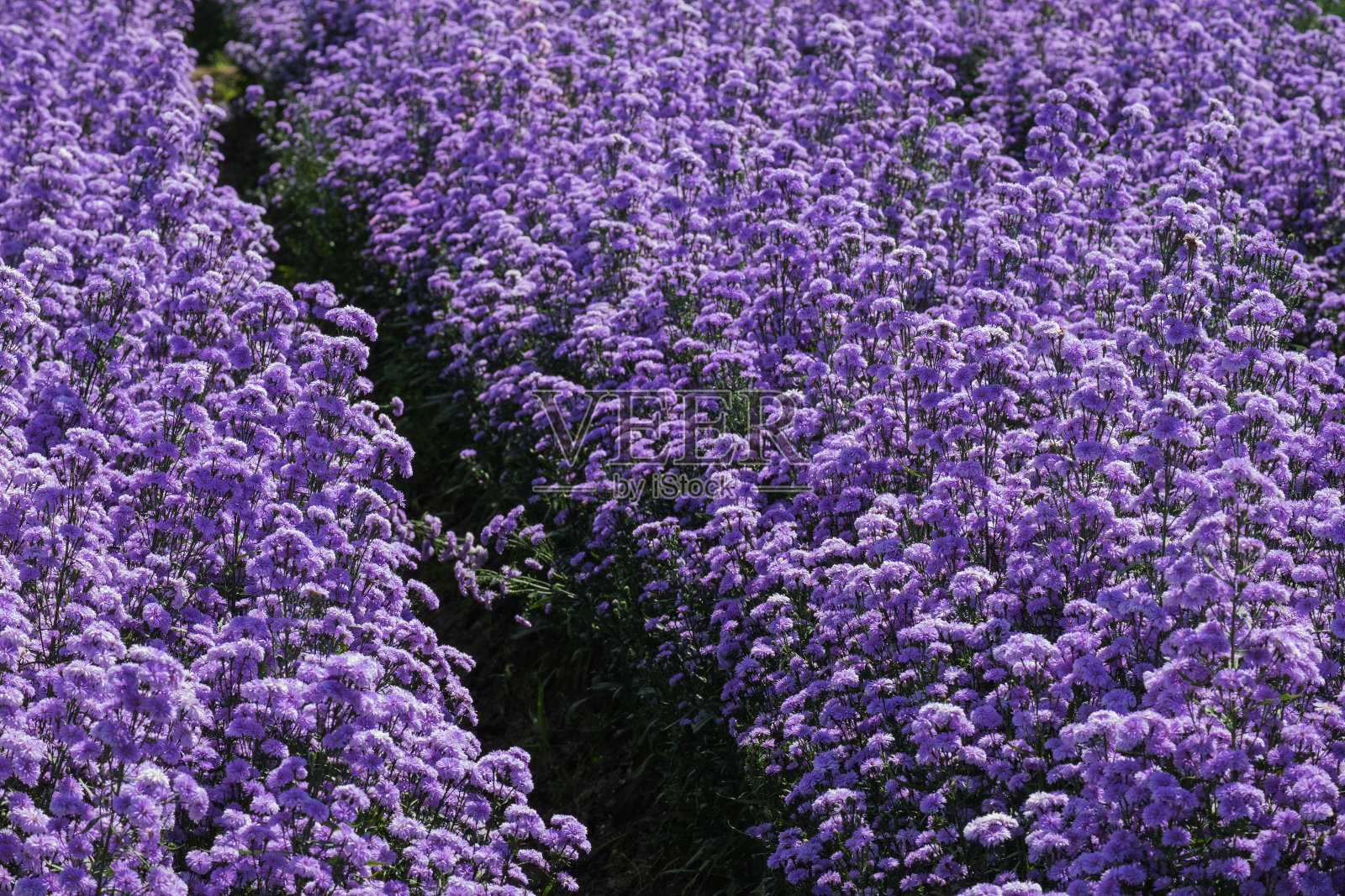紫色的玛格丽特花在花园农场，集中形象的中间照片摄影图片