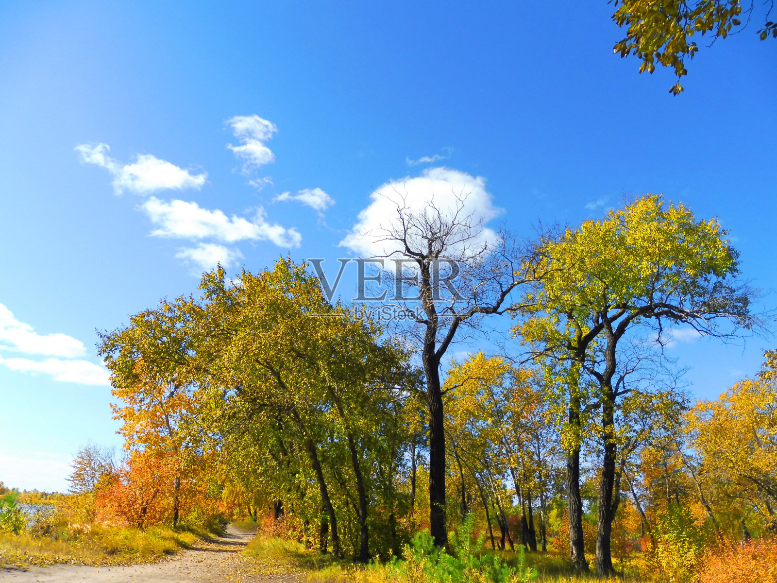 秋天的自然景观。一棵大树，光秃秃的树枝扭曲着，映衬着蓝天白云。照片摄影图片