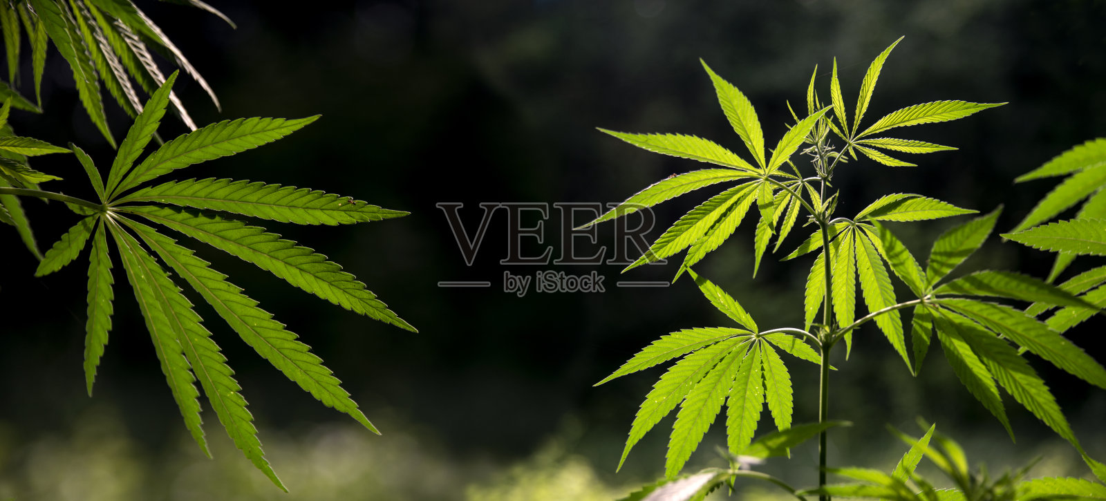 在野外生长的大麻丛。日落时的大麻丛。照片摄影图片