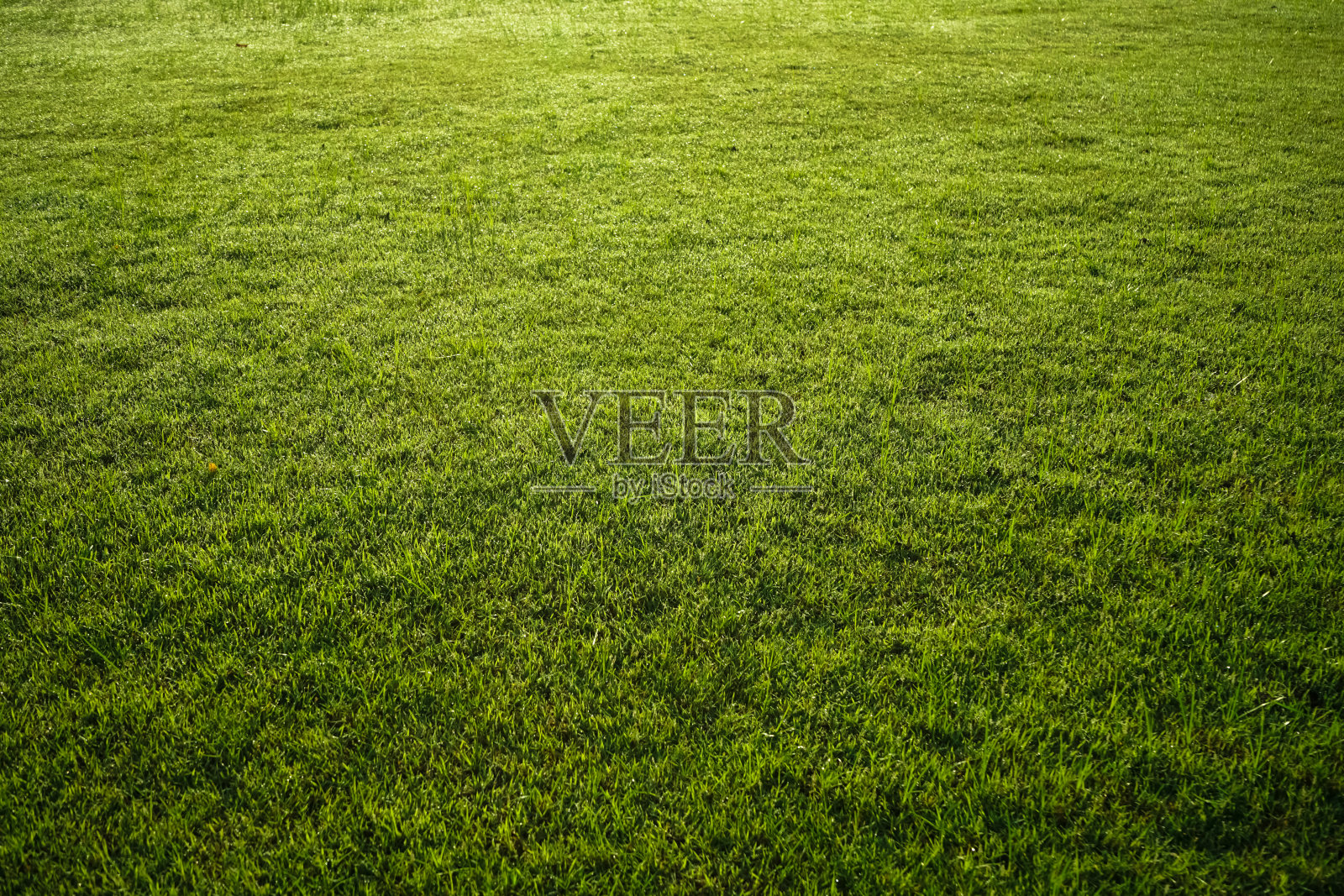 绿草纹理为背景。绿色草坪图案和纹理背景。特写镜头。照片摄影图片