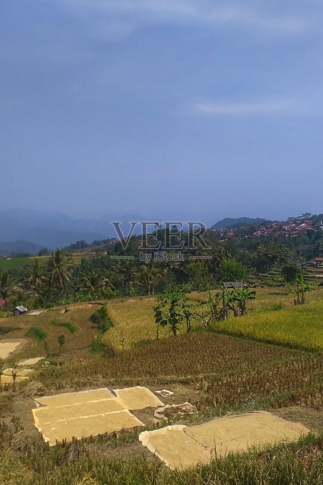 农村的稻田照片摄影图片