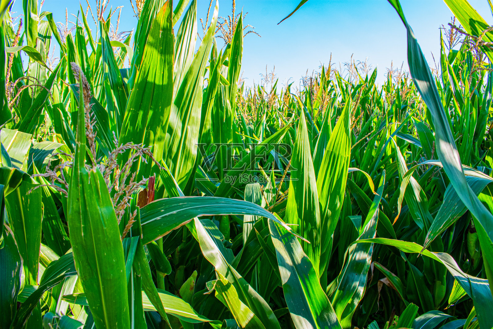 田间播种的玉米的绿叶照片摄影图片