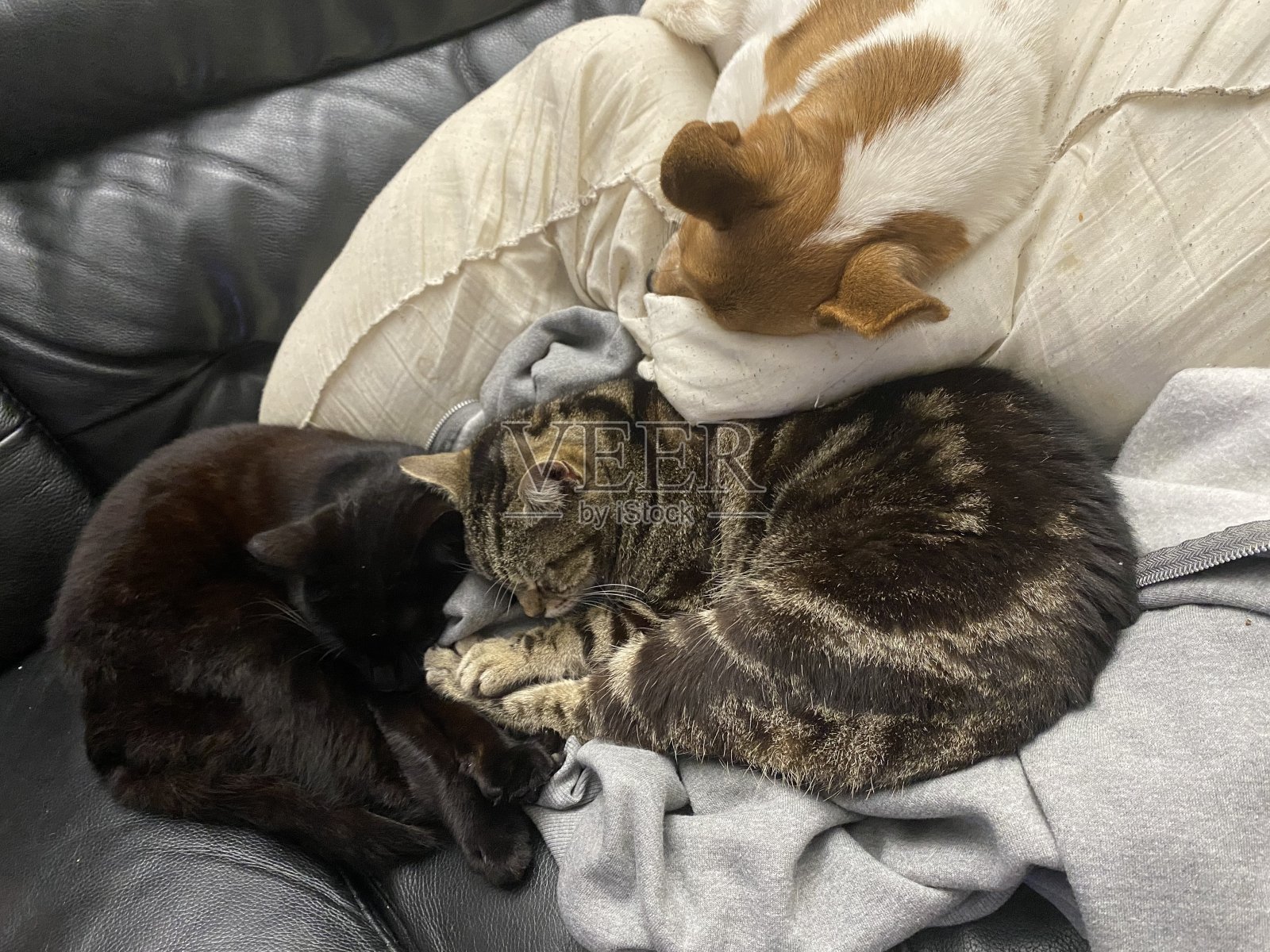 狗和猫在沙发上照片摄影图片