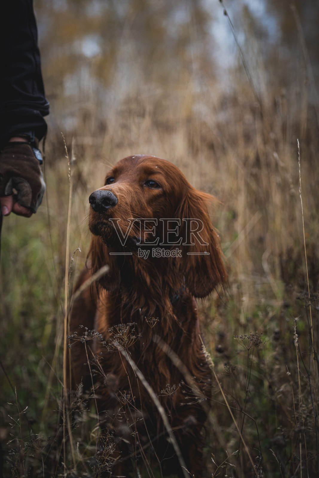 可爱的肖像惊人的健康老爱尔兰猎犬雄性在采石场照片摄影图片