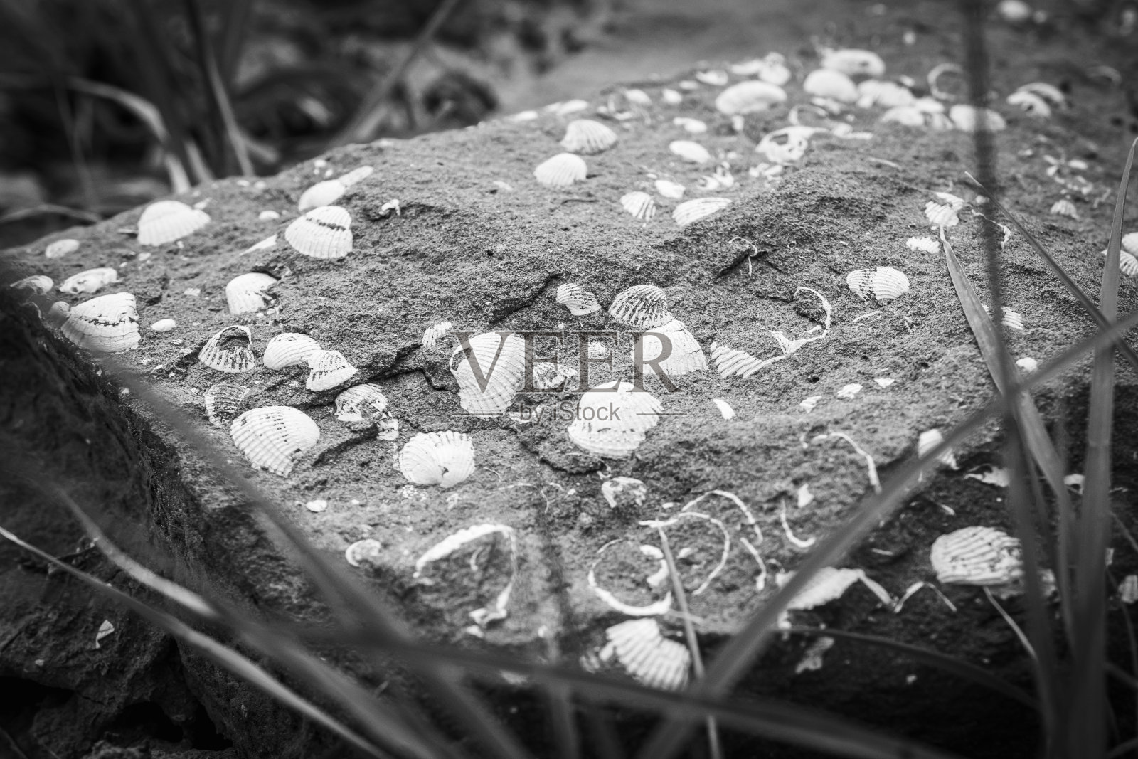 瓦什洛瓦尼国家公园潘蒂莎拉石壳化石的马诺铬背景图像照片摄影图片