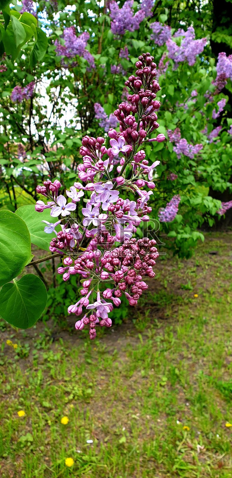 绿叶映衬着半开的丁香枝。春天在俄罗斯。照片摄影图片