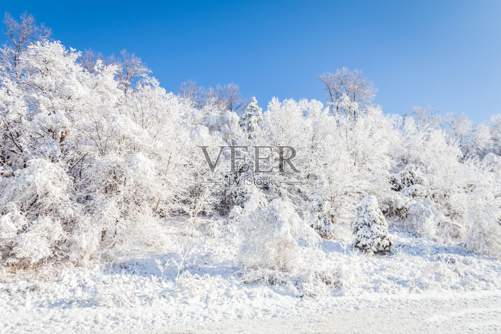 冬天，树木覆盖在明亮的蓝色天空的映衬下，洁白的冰雪照片摄影图片