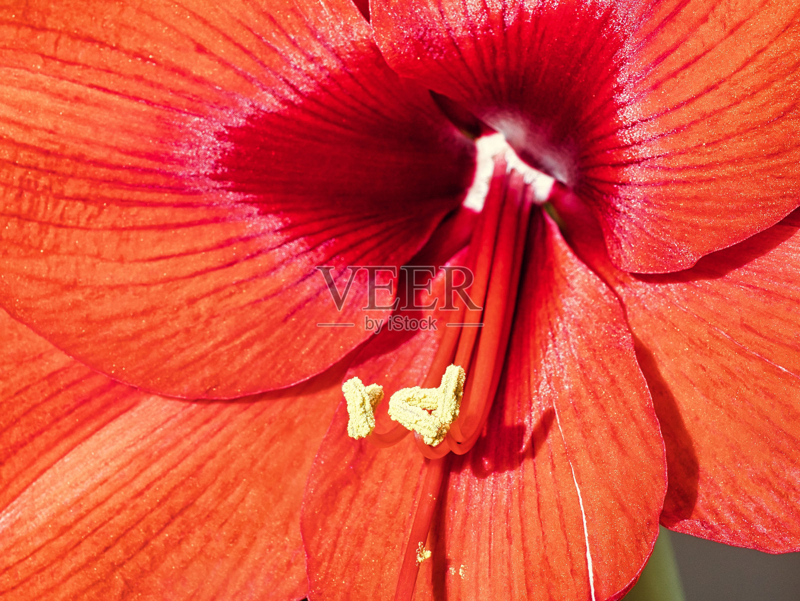 红顶红花的特写照片摄影图片