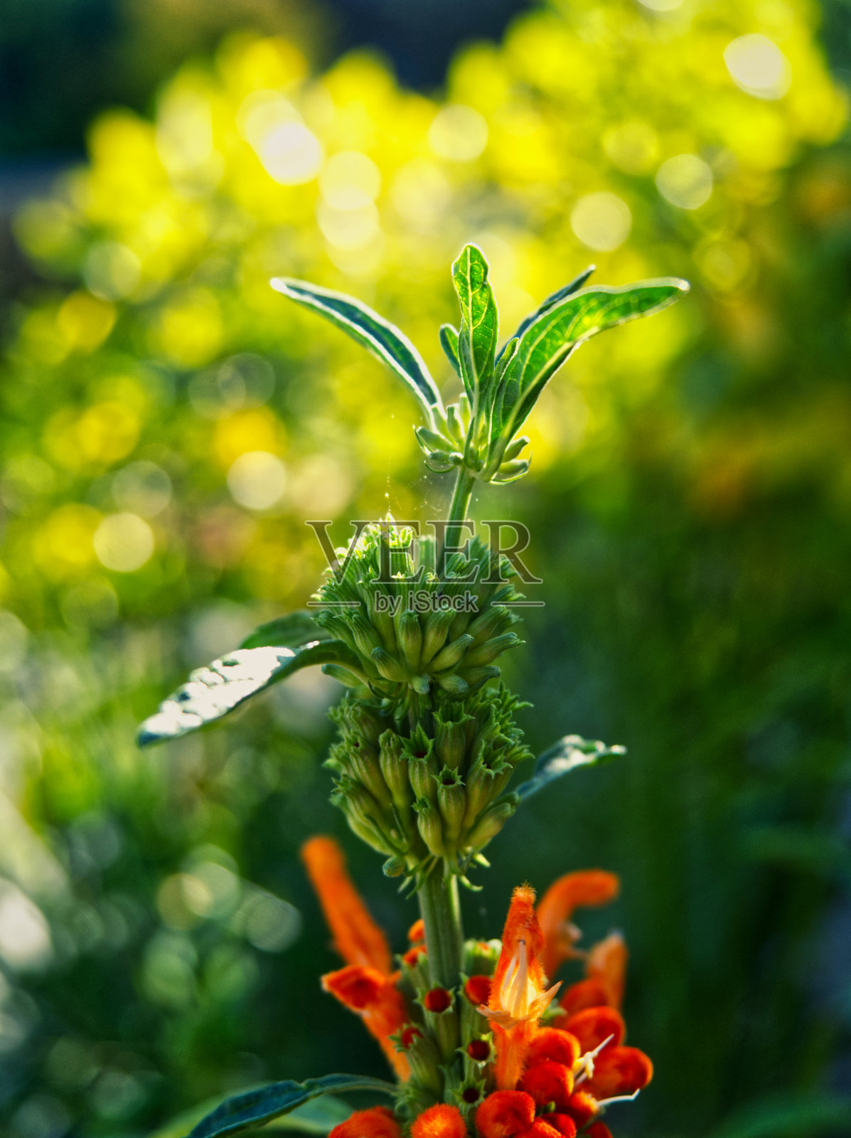 耶拿夏季美丽的散景花特写照片摄影图片
