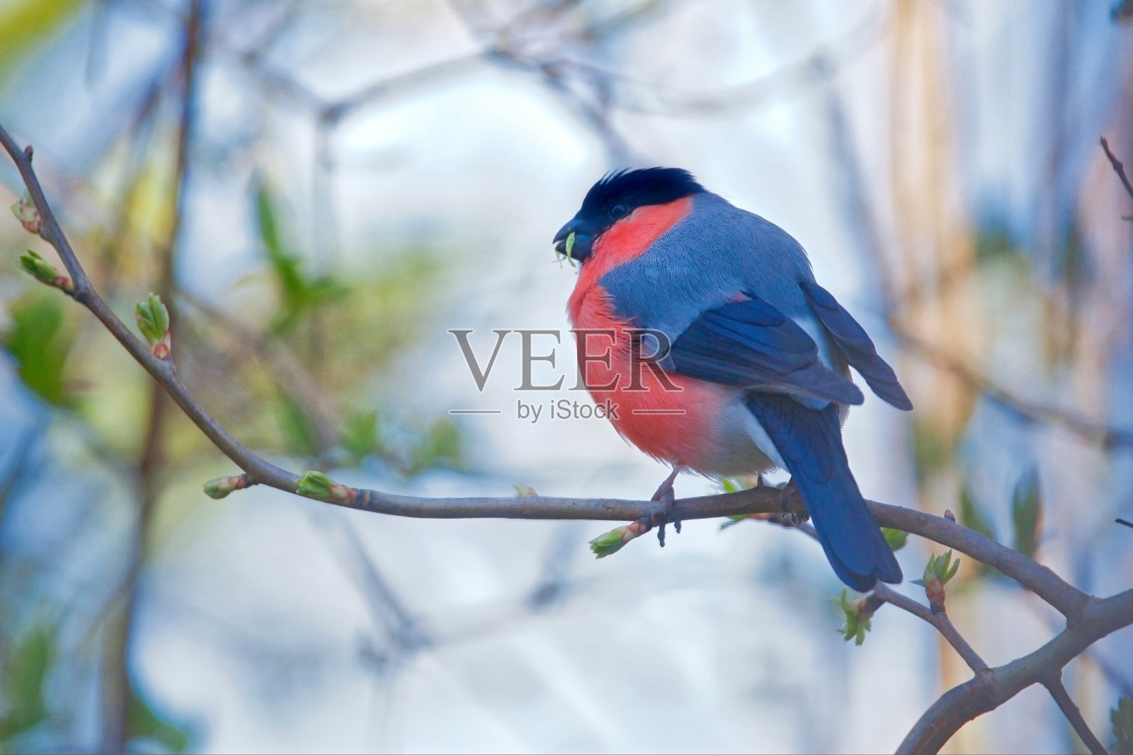 树枝上五颜六色的红腹灰雀照片摄影图片