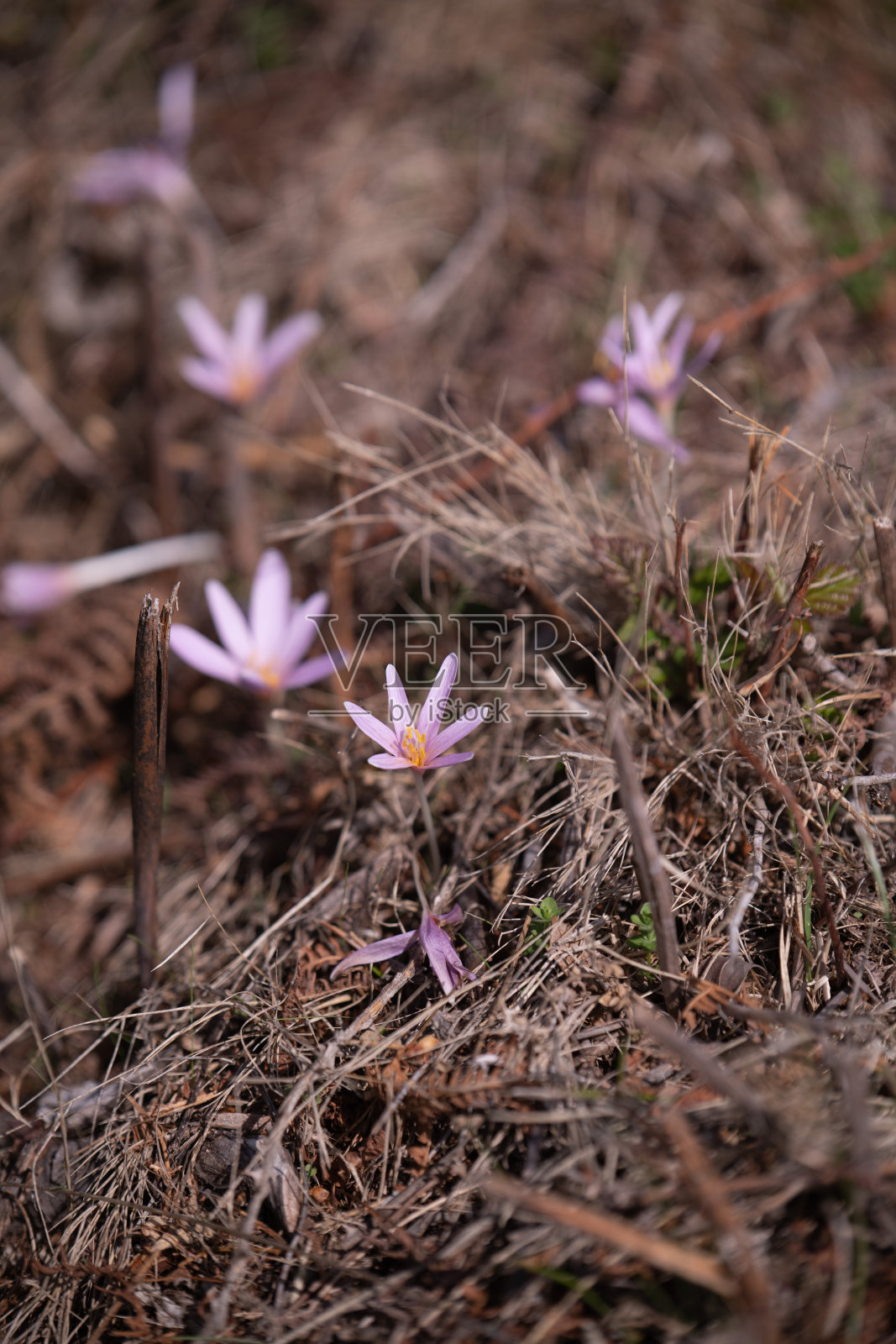 山里的冬番红花照片摄影图片