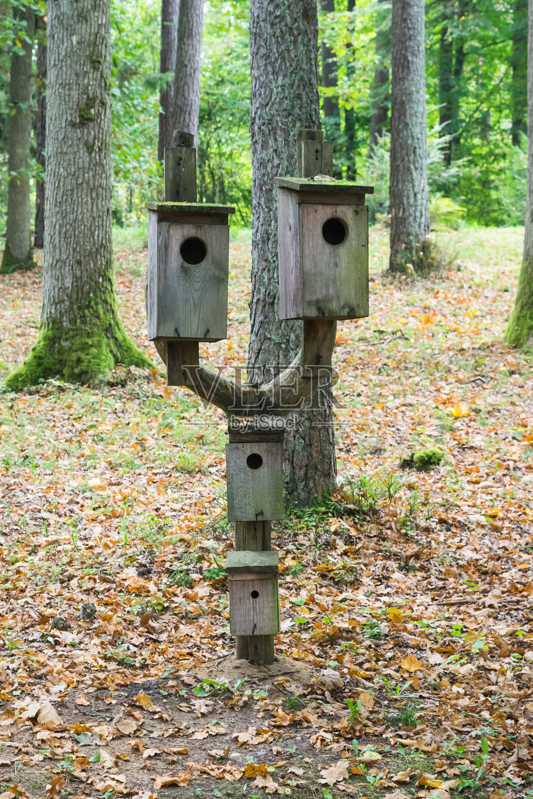 鸟笼悬挂在秋天的森林里照片摄影图片
