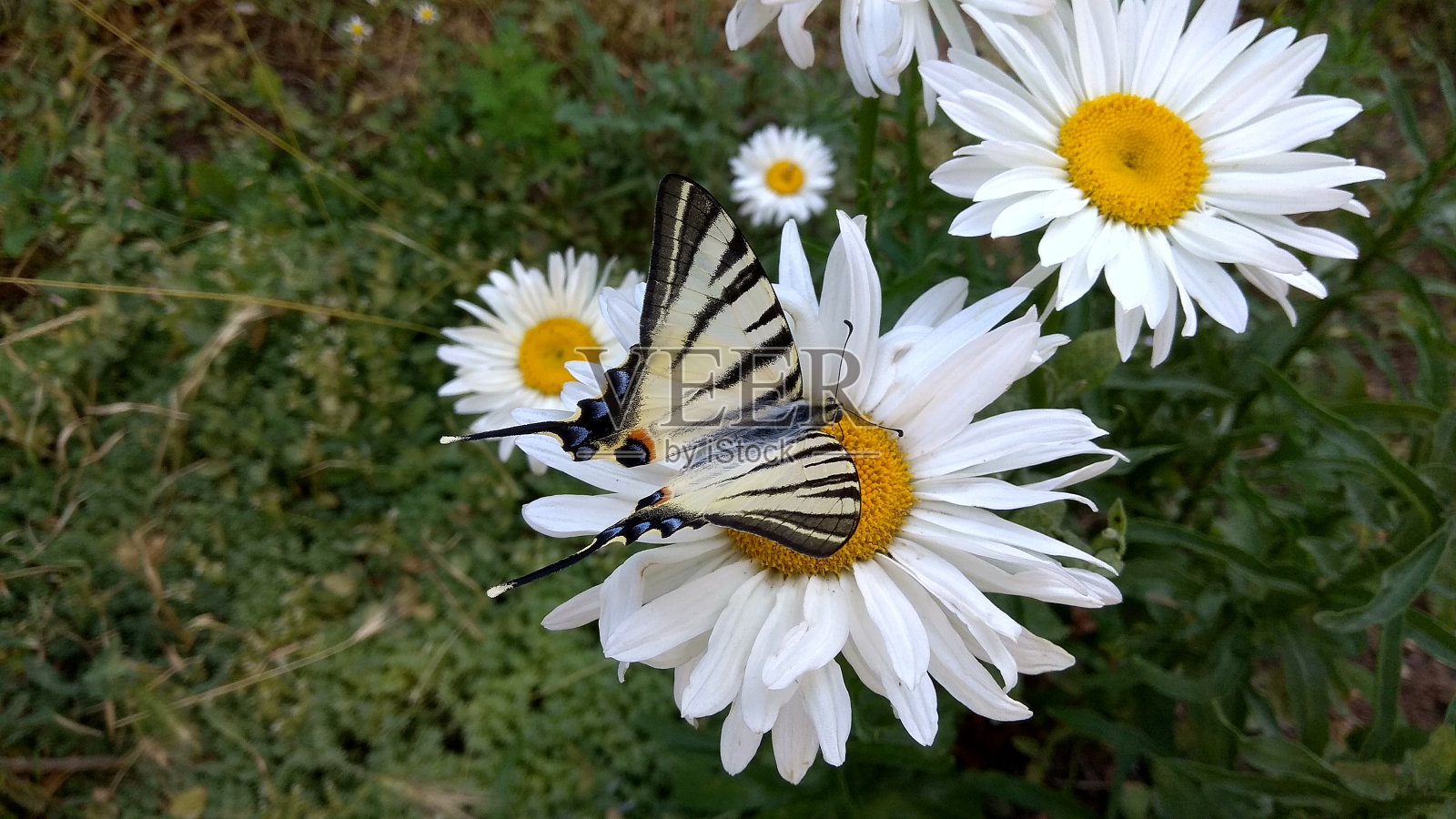 在牛眼雏菊上的斑马燕尾蝶，翅膀上的图案让人联想到斑马的条纹。照片摄影图片