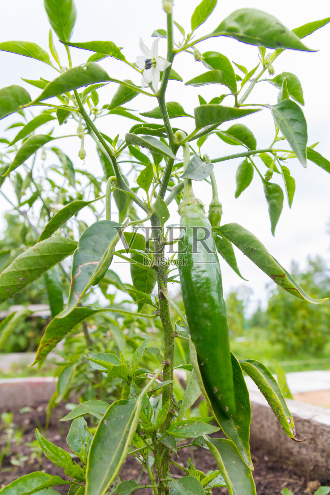 夏天，绿色美味的甜辣椒生长在花园里照片摄影图片