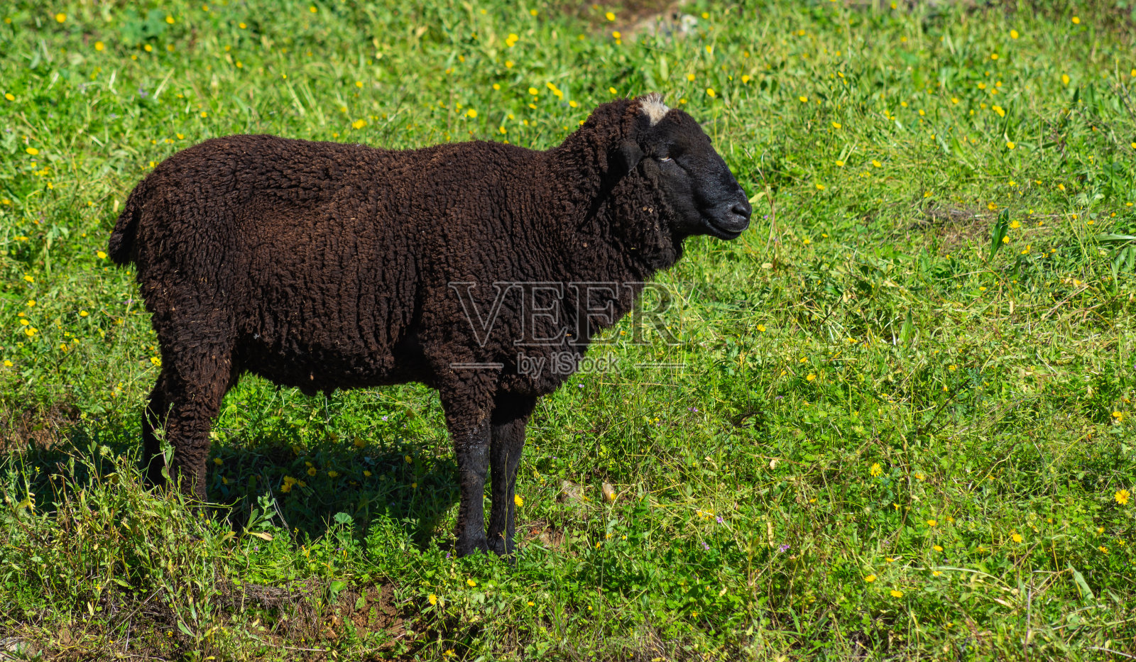 头上有白色一簇的黑色公羊，在田野里晒太阳照片摄影图片