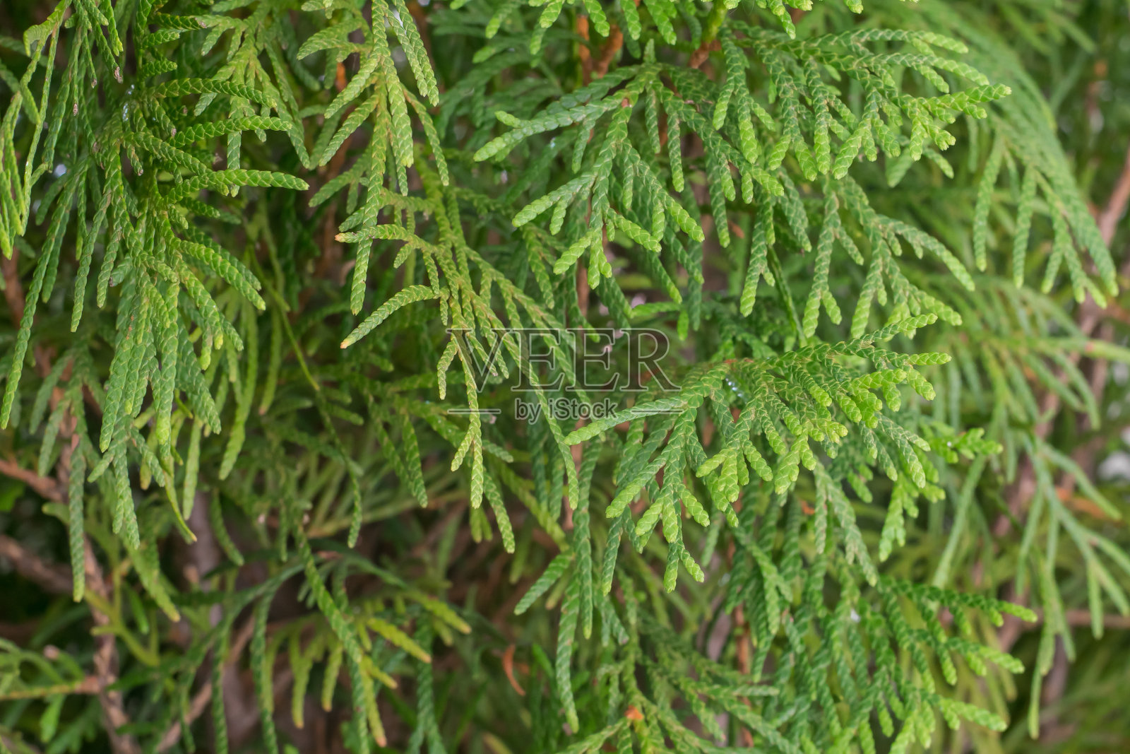 近景的绿色杜嘉树枝照片摄影图片