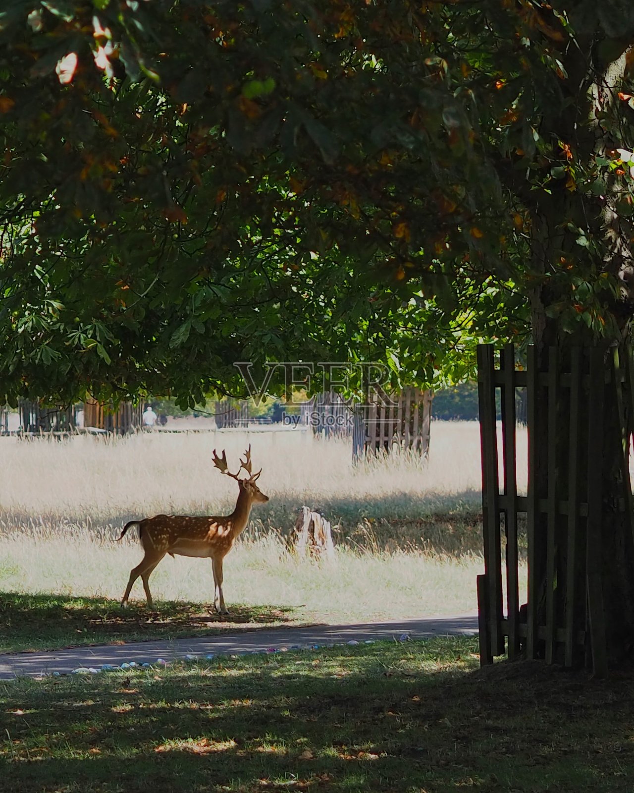鹿照片摄影图片