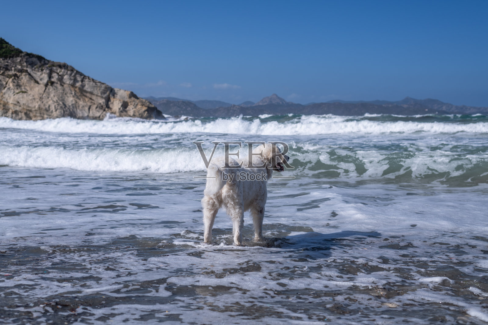 海滩上的白库瓦兹狗照片摄影图片