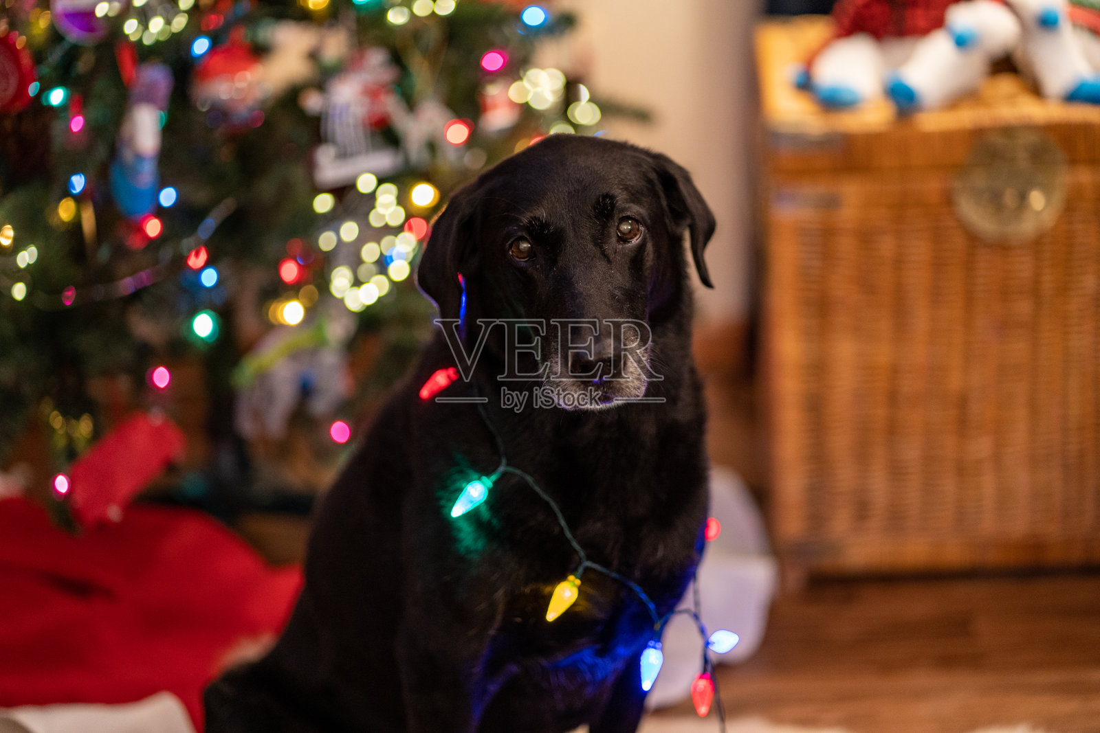 黑色拉布拉多寻回犬坐在圣诞树旁，摆着五颜六色的圣诞彩灯照片摄影图片