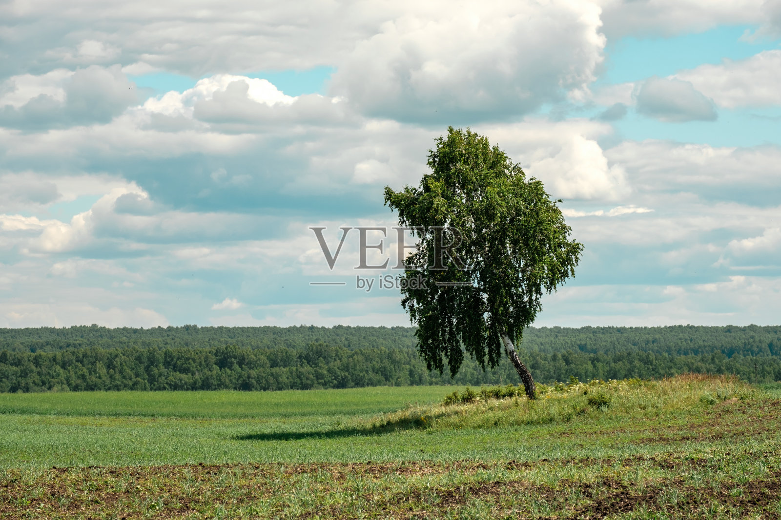白桦树斜立在田野上，背景是天空与云和地平线照片摄影图片
