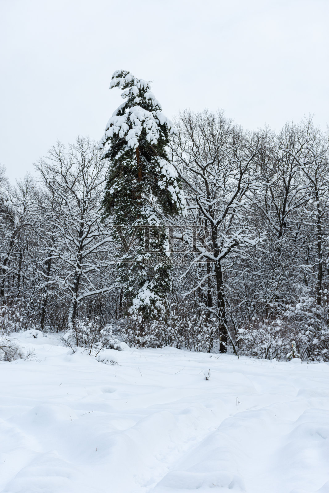 森林里被白雪覆盖的树木。冬天的自然背景。照片摄影图片
