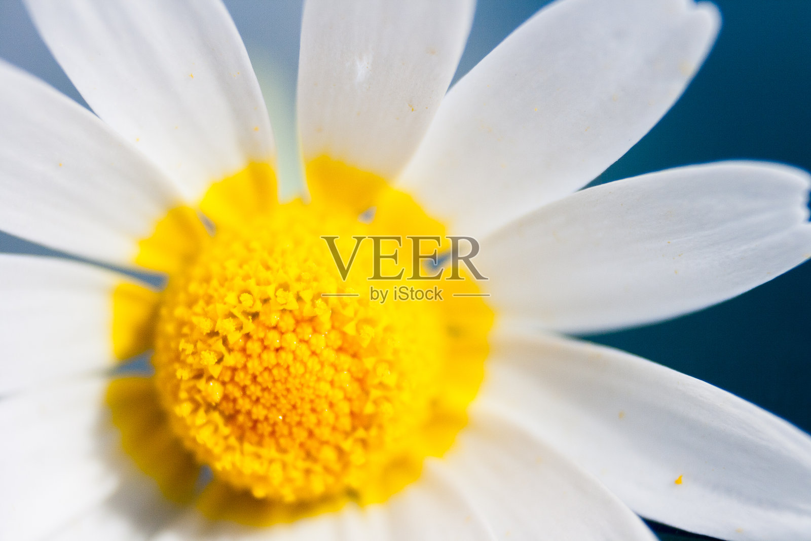 抽象的微距照片的一个浅景深的花。自然背景。照片摄影图片