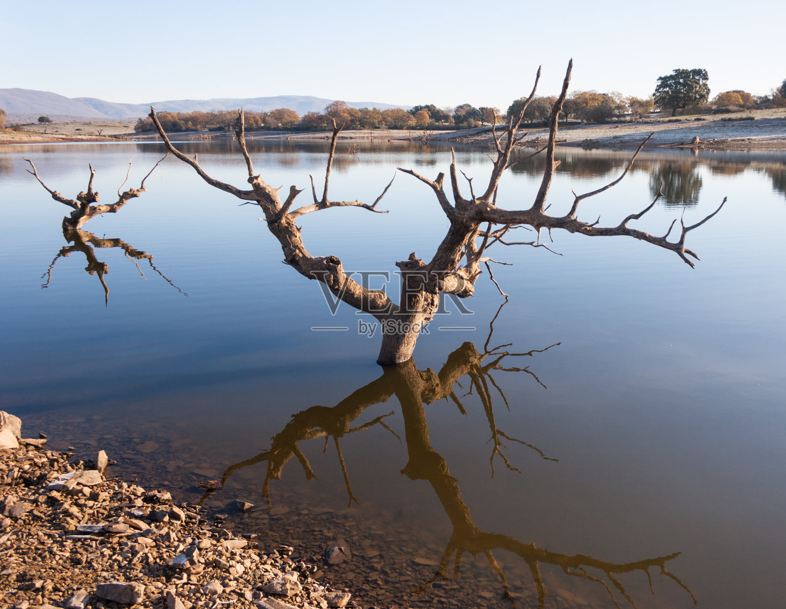 景观抽象背景。枯树孤单无叶，蓝天背景倒映在水面上照片摄影图片