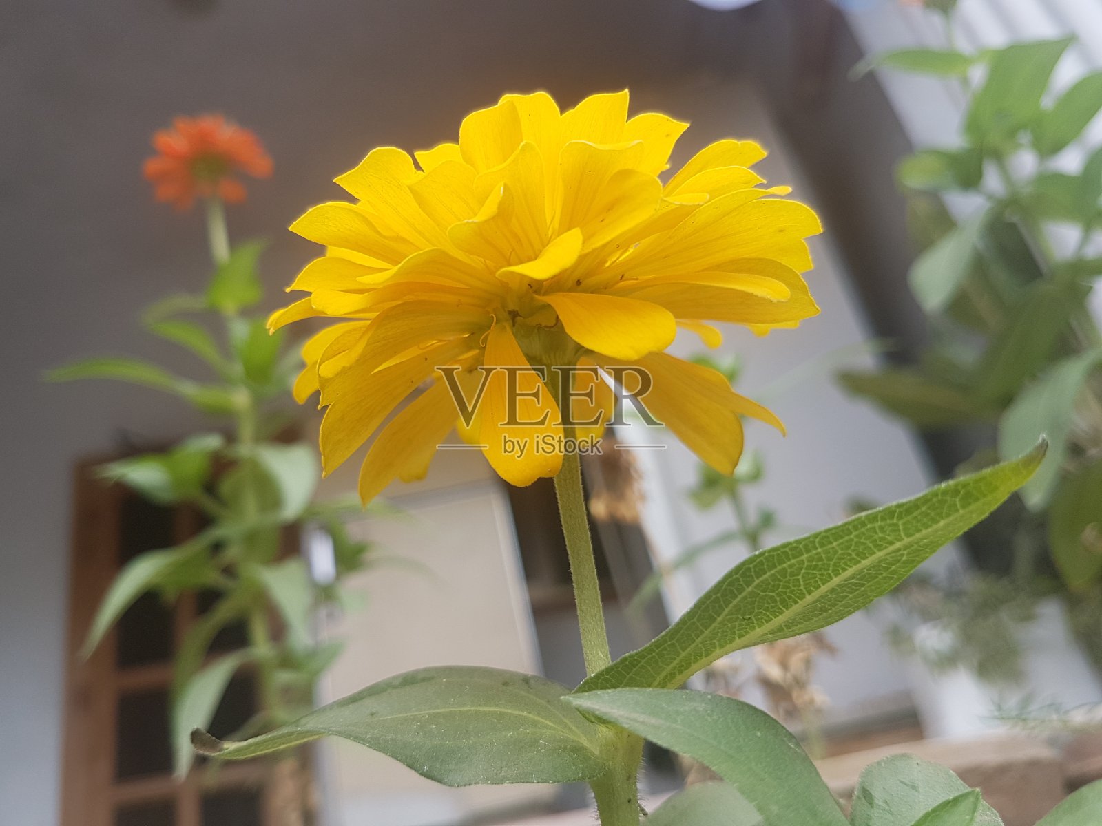 室外白沙瓦的冬季鲜花照片摄影图片