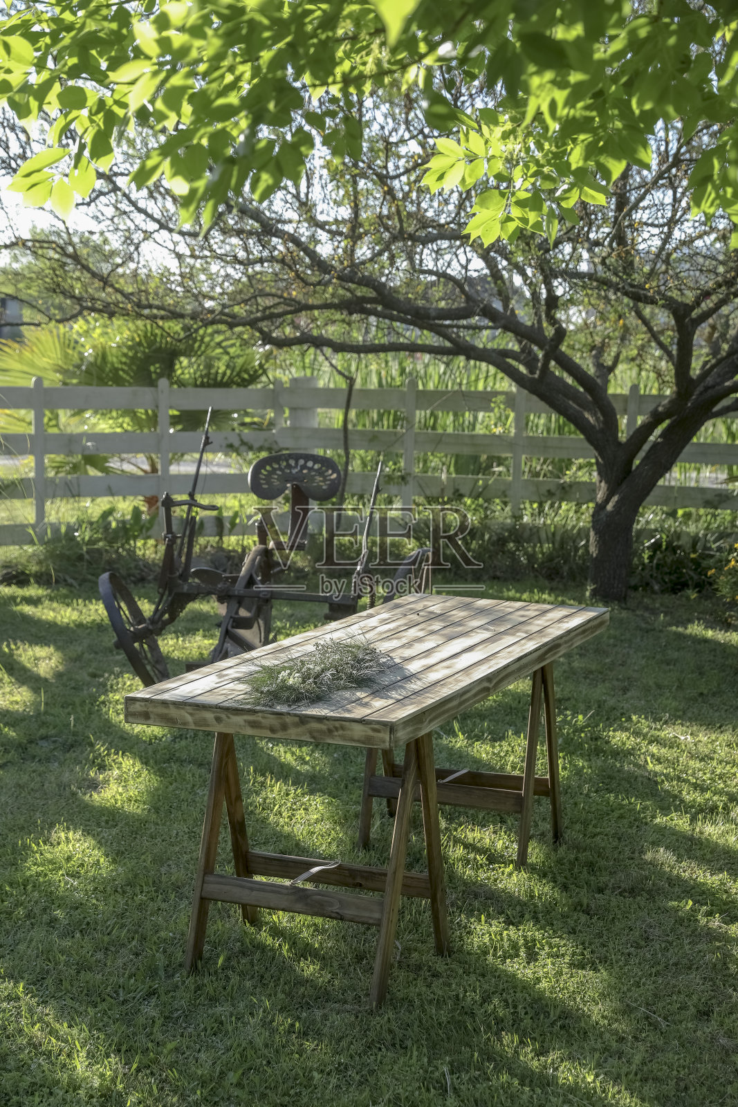 树下的木桌照片摄影图片