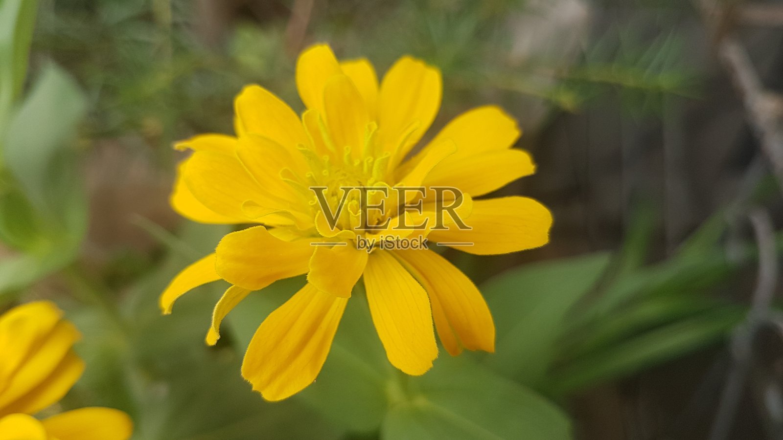 白沙瓦美丽的花季照片摄影图片