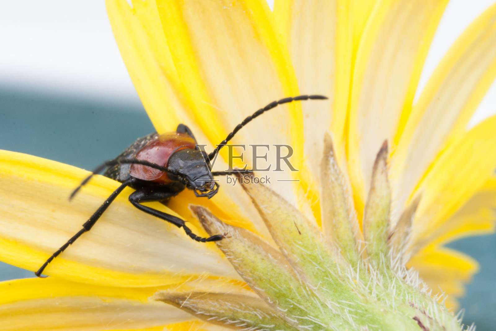 春天，黄花上的一只昆虫照片摄影图片