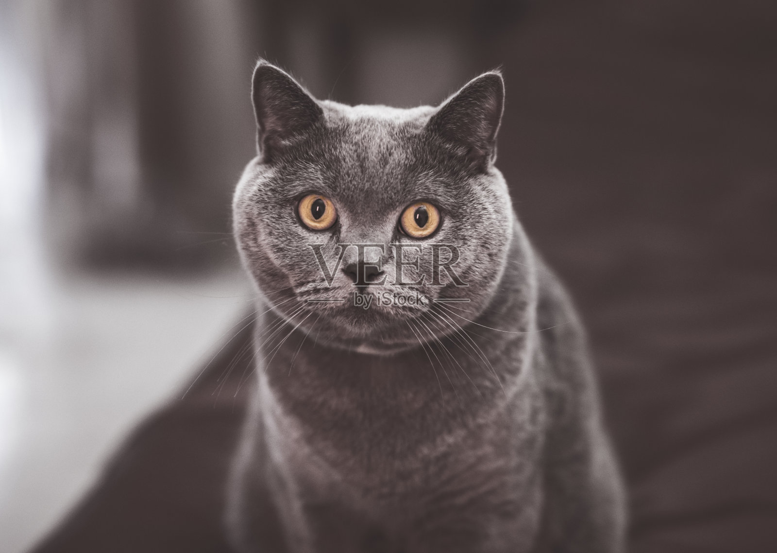 黄色的照片摄影图片