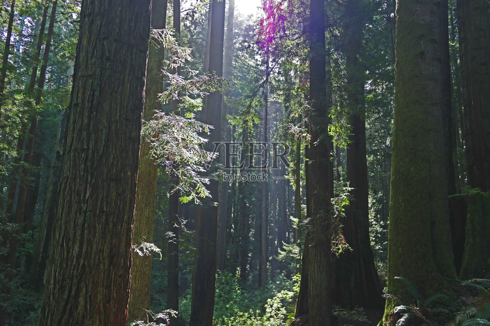 加利福尼亚州北部的小树林照片摄影图片