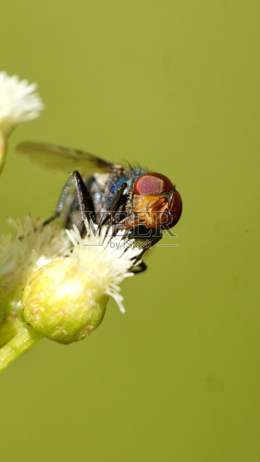 飞在一朵白花上照片摄影图片