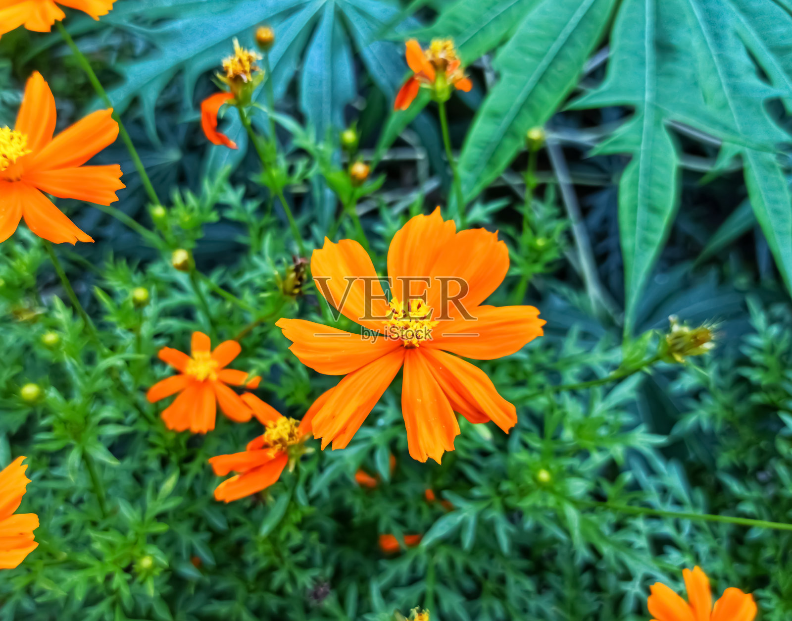 橘色花照片摄影图片