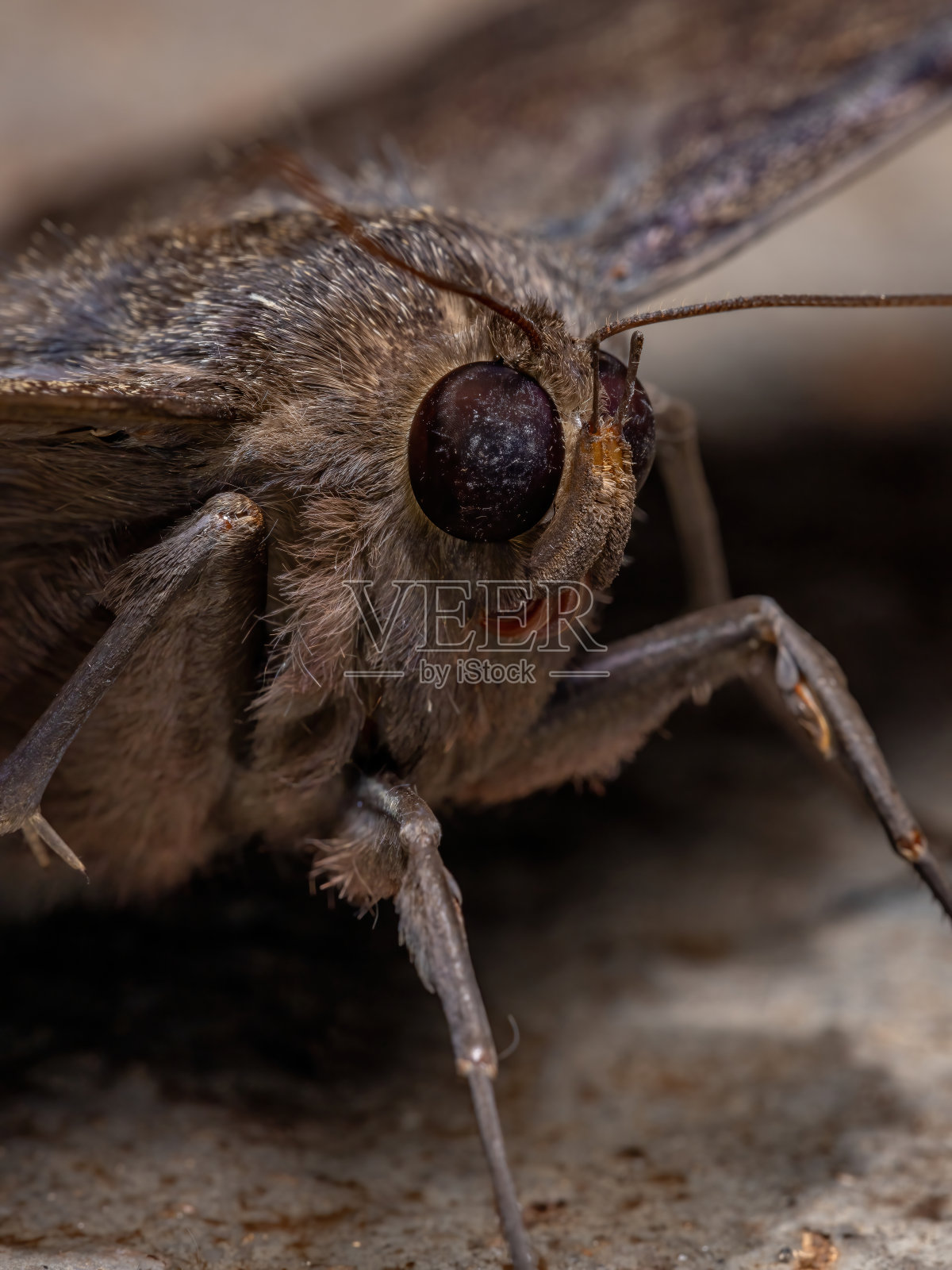 黑巫婆蛾照片摄影图片