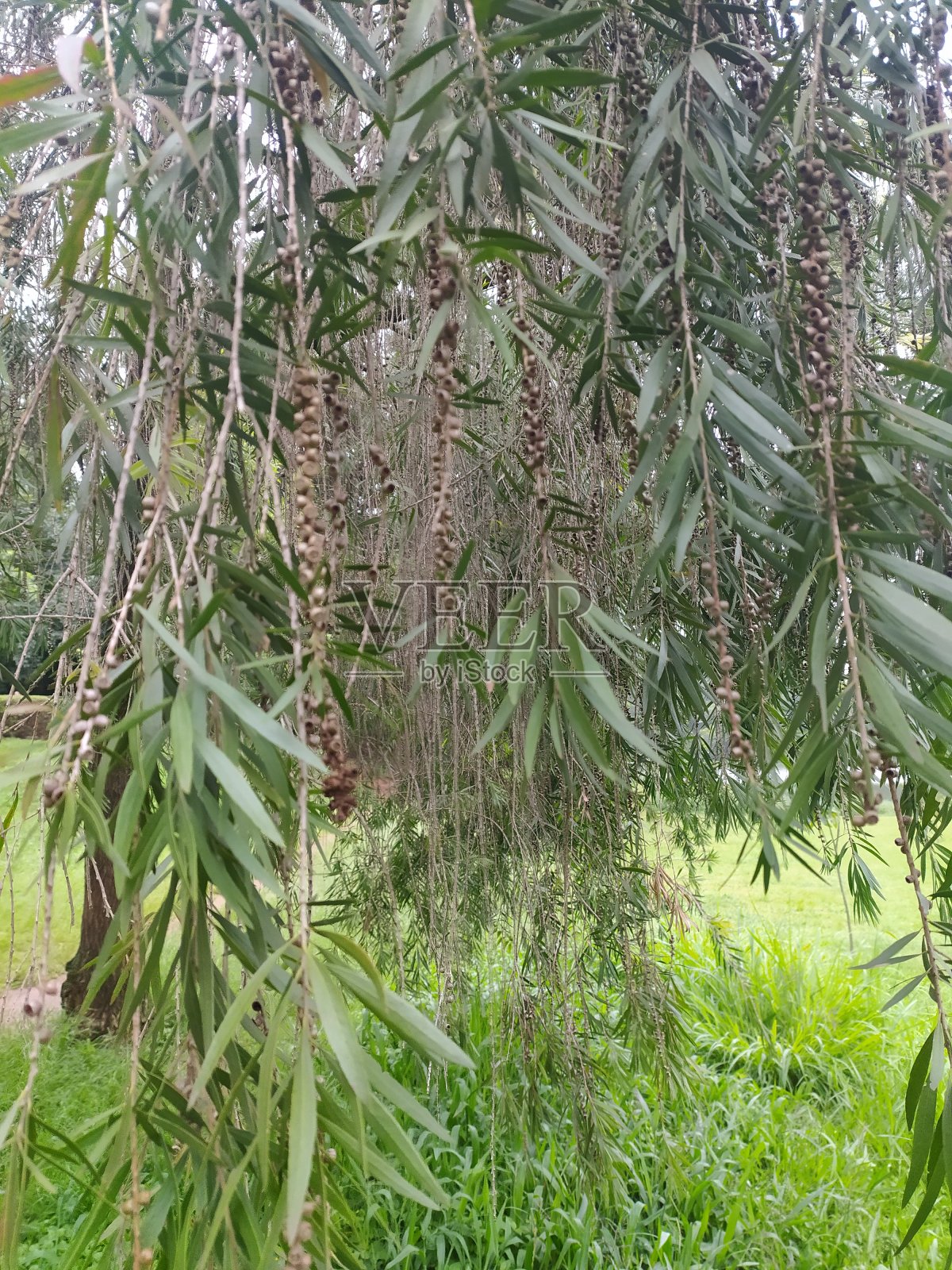 普通红色、深红色或柠檬色瓶刷(柑橘千层或柑橘花蜜)照片摄影图片