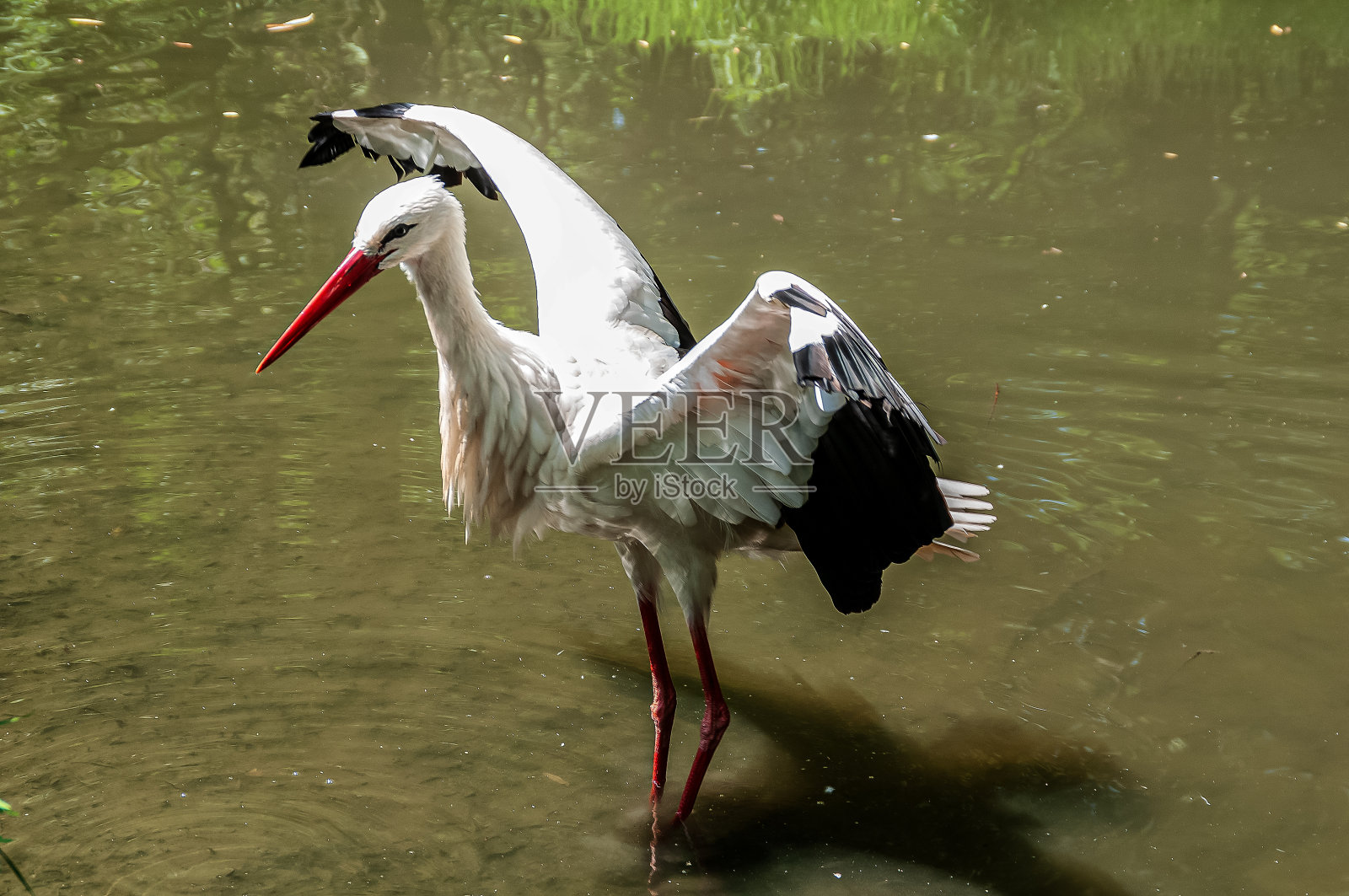 奥地利Burgenland的白鹳照片摄影图片