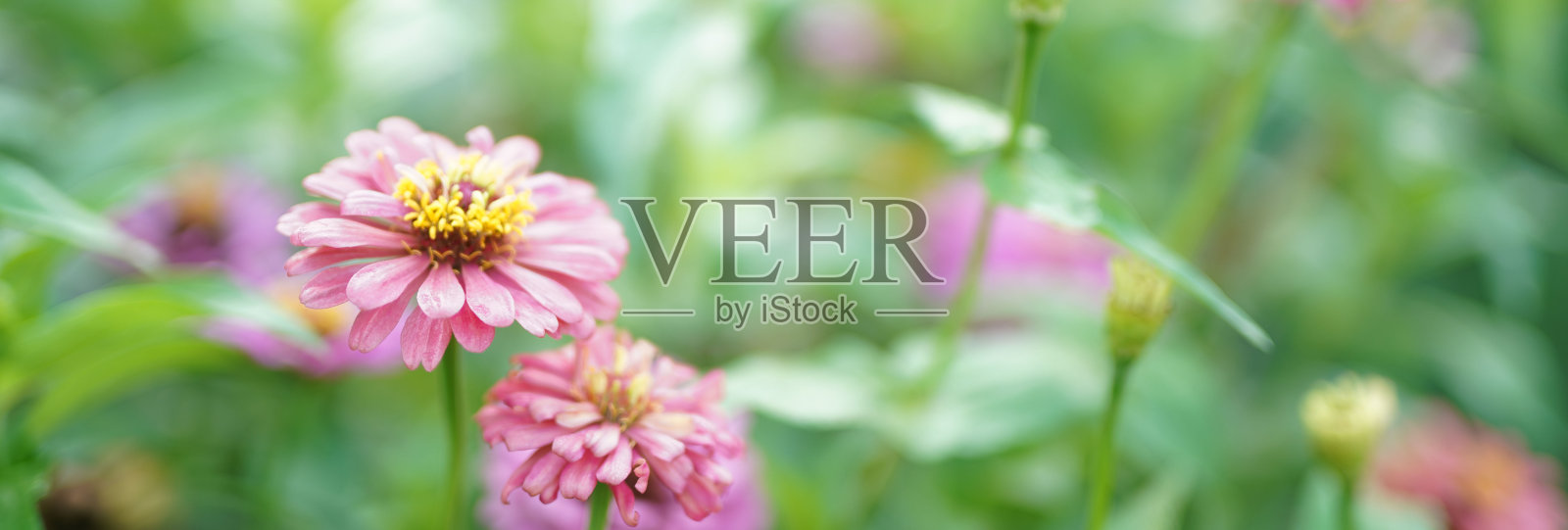 花软焦点与一些尖锐和自然模糊的背景。蓝色、紫色、粉红色、白色和白色的花束。照片摄影图片