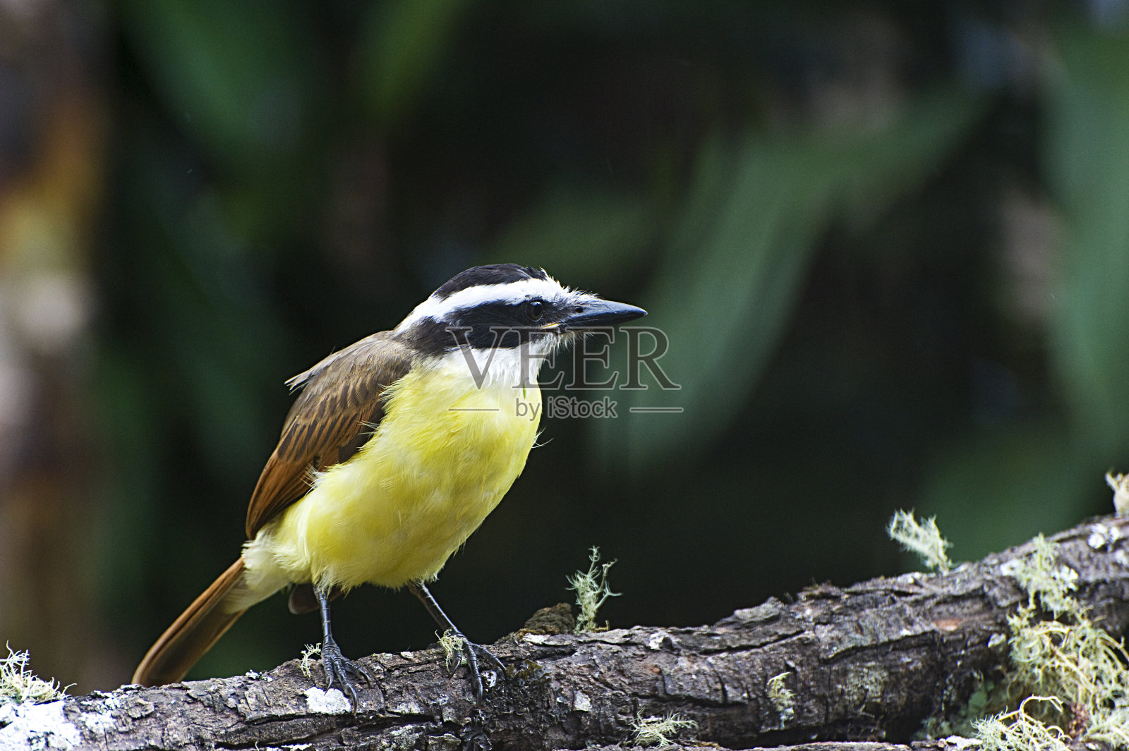 大基斯卡迪照片摄影图片