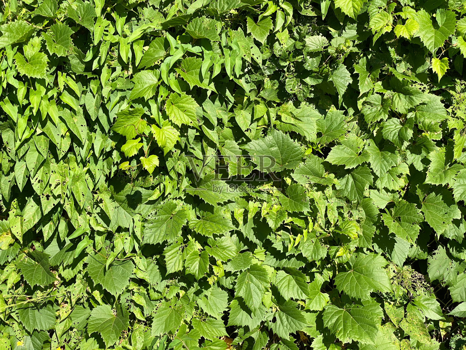 虫蛀的树篱叶片与阴影细节和损害照片摄影图片