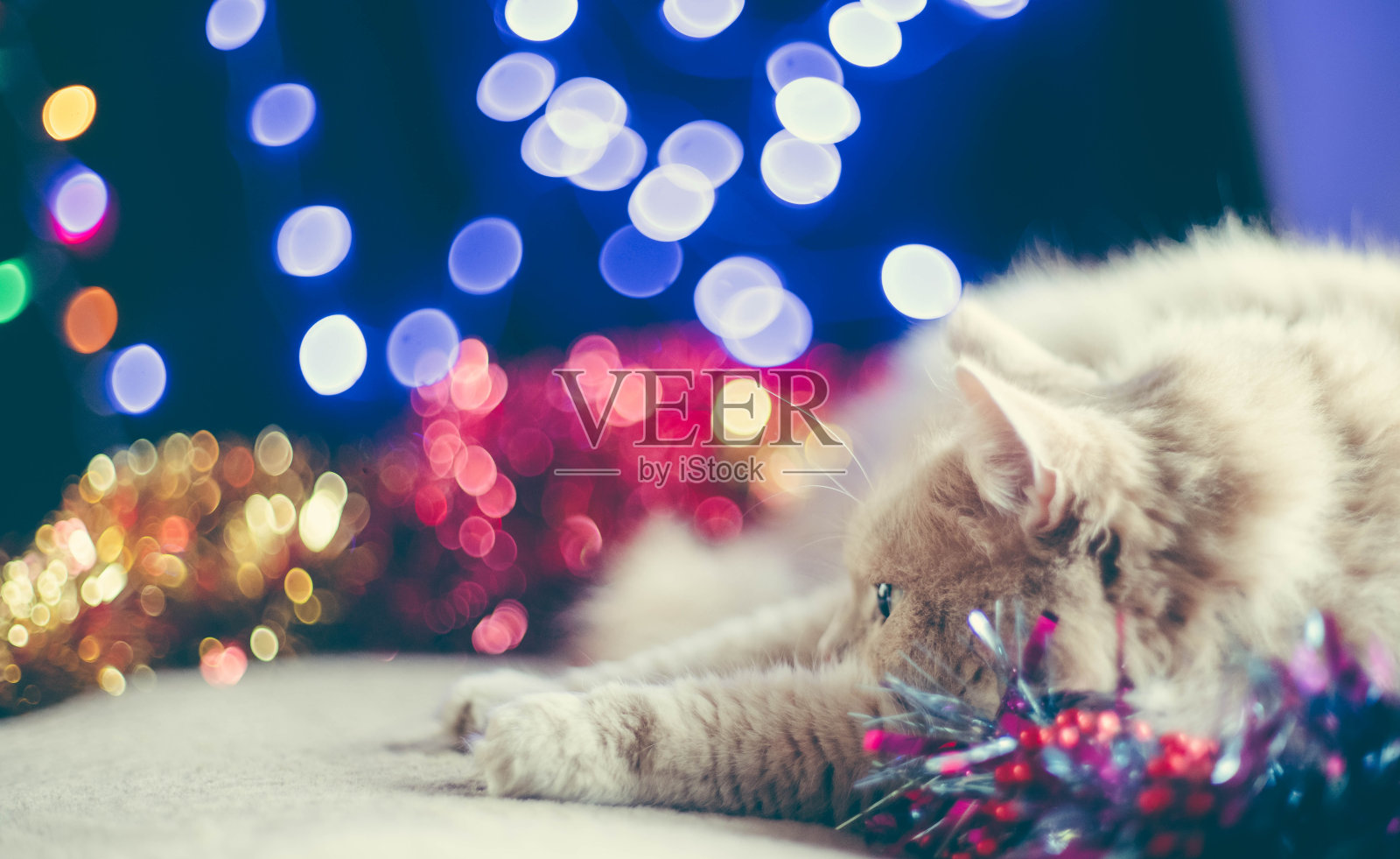 姜的猫照片摄影图片