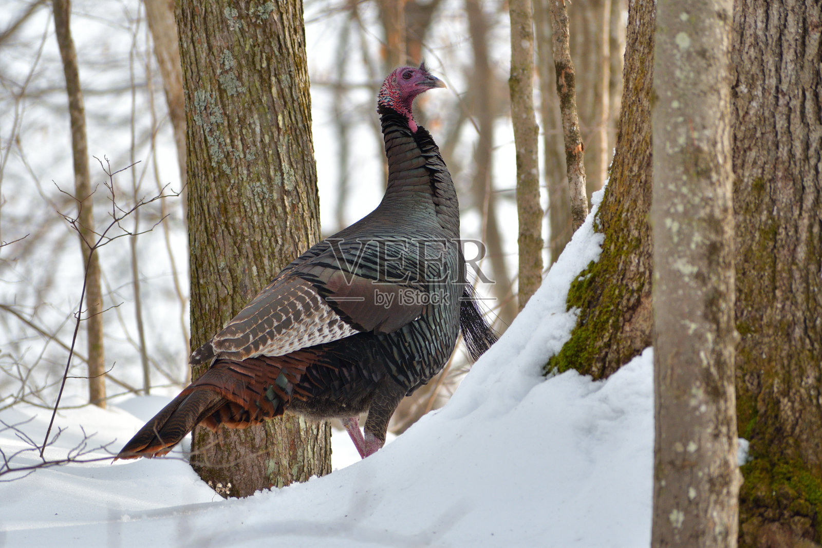 雪坡上的土耳其照片摄影图片