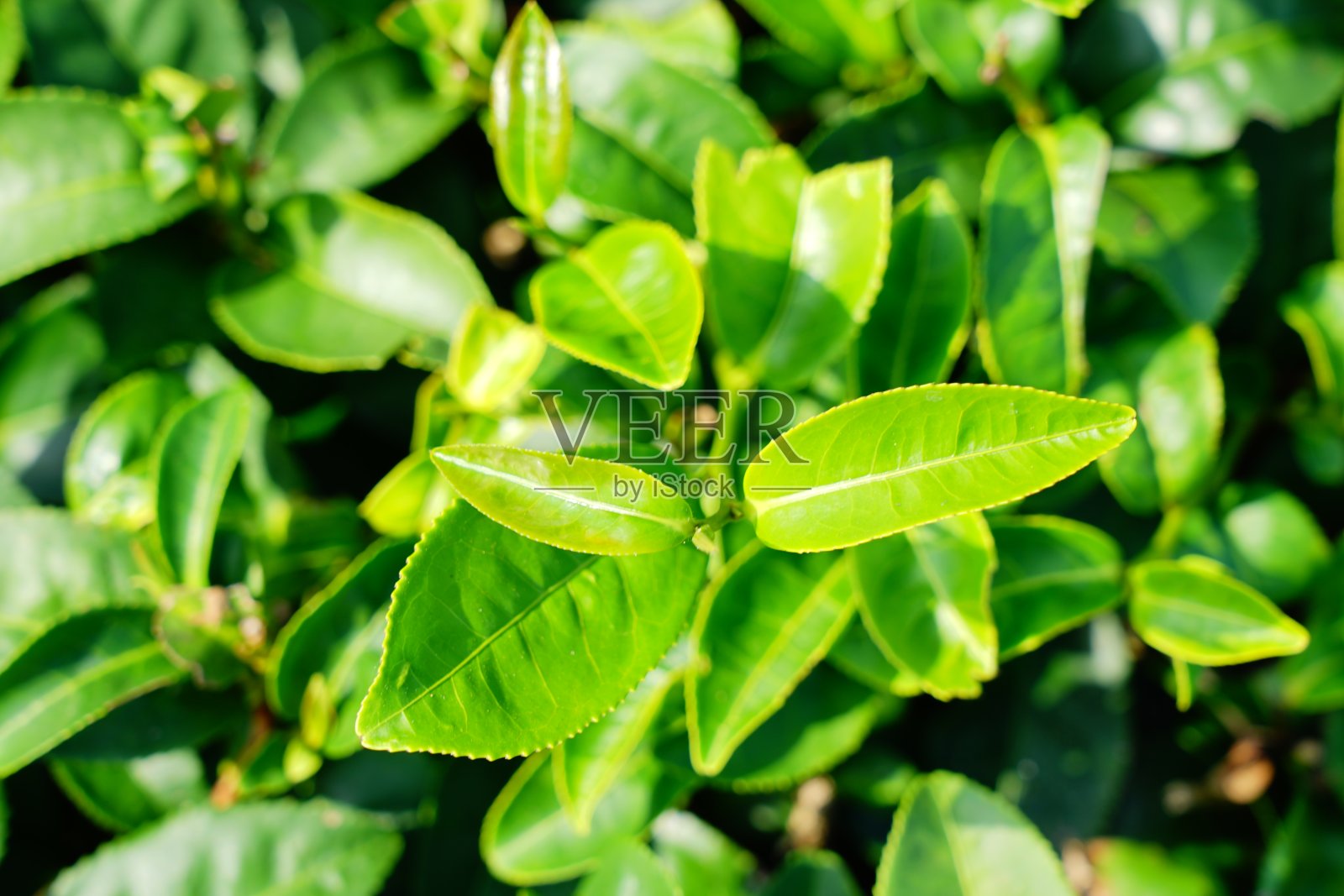 特写茶叶照片摄影图片