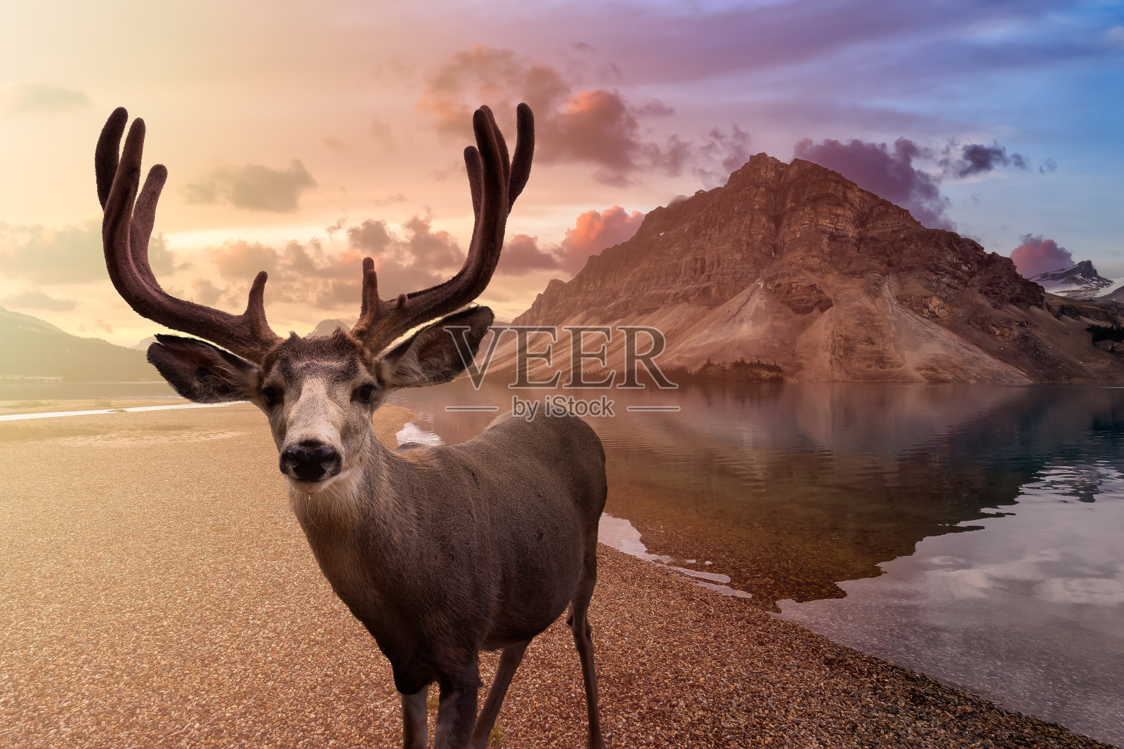 加拿大自然界中的一只雄鹿照片摄影图片