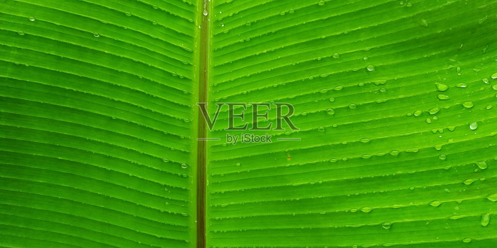 纹理香蕉叶子照片摄影图片