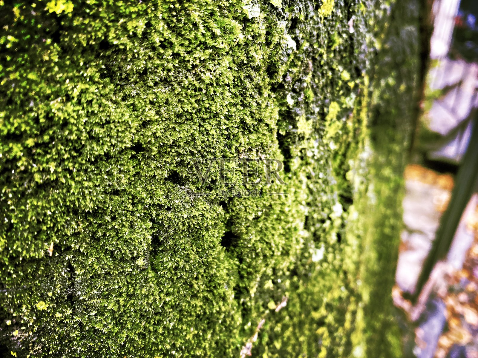 树上的苔藓照片摄影图片