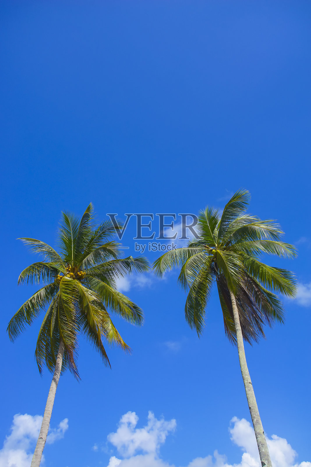 双椰子树在蓝色的天空背景。Copyspace区域照片摄影图片