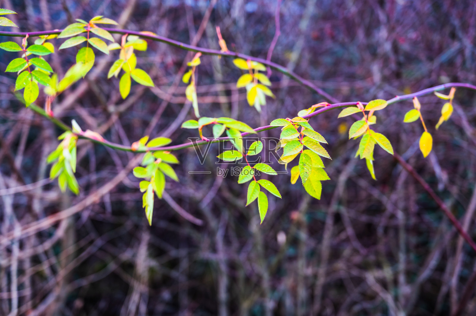这是秋日干燥树叶的选择性聚焦镜头照片摄影图片