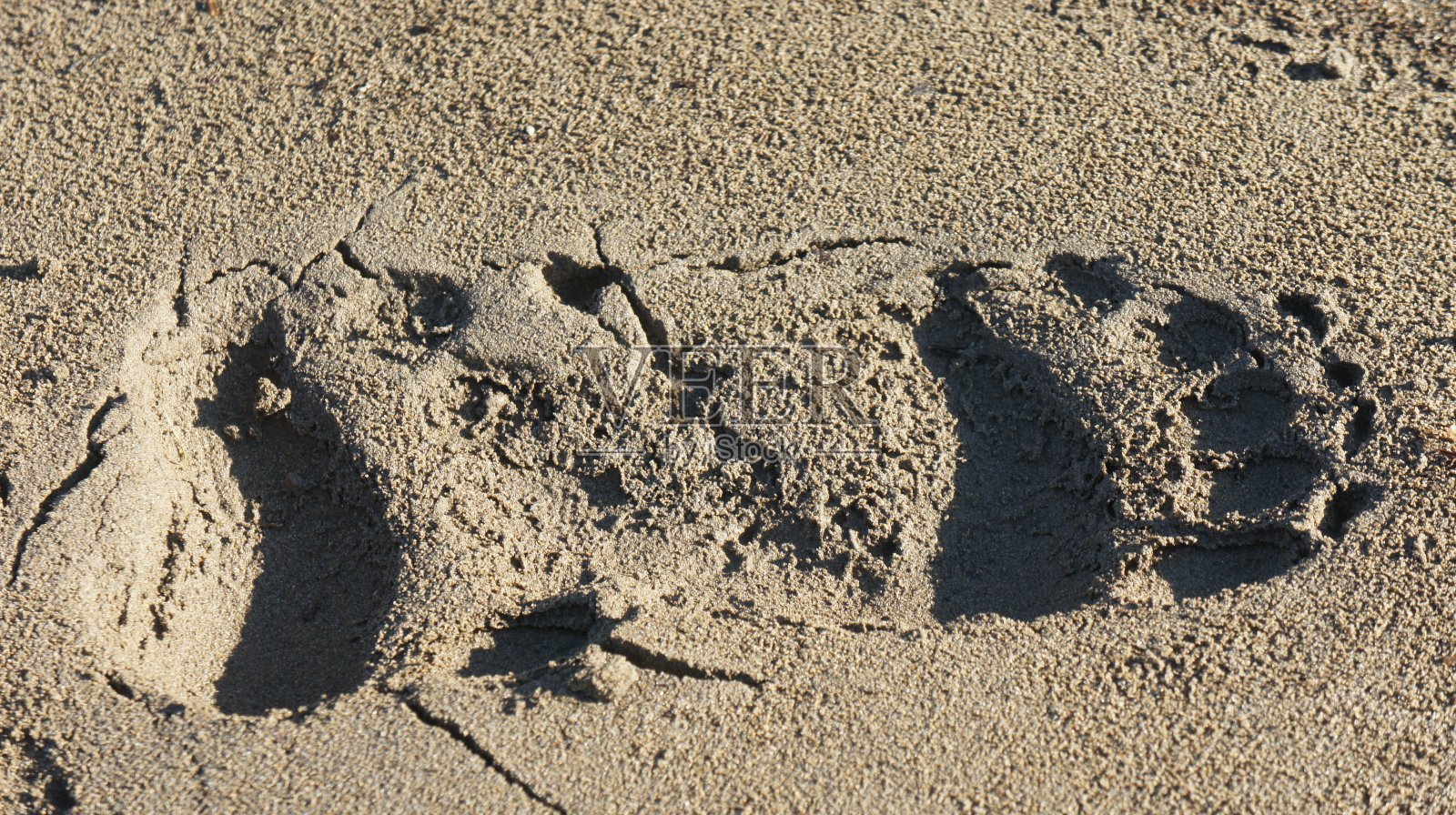 沙地上熊的足迹，动物的足迹照片摄影图片